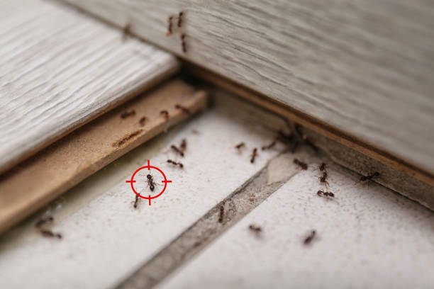 Best Cockroach Control Services  in Chelsea, OK