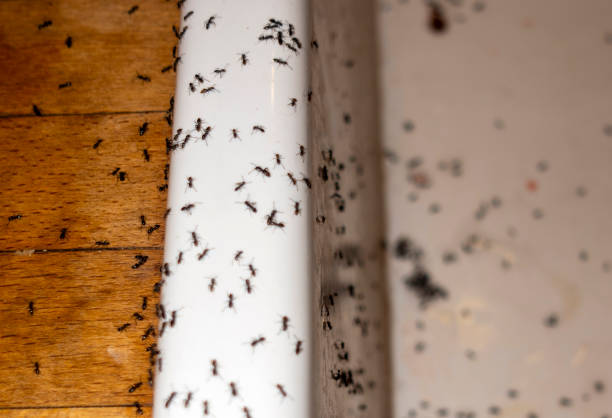 Best Bed Bug Extermination  in Chelsea, OK